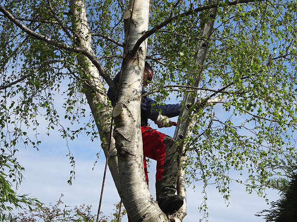 How Our Tree Care Process Works  in  West Salem, WI