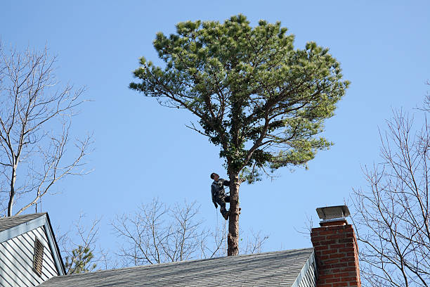 Seasonal Cleanup (Spring/Fall) in West Salem, WI